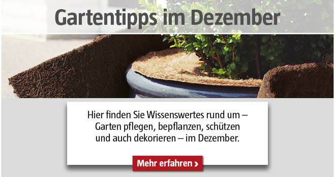 Gartentipps im Dezember