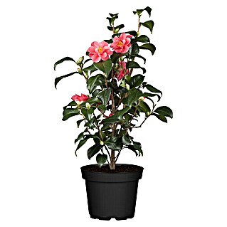 Piardino Japanische Kamelie (Camellia japonica, Topfgröße: 19 cm, Blütenfarbe: Rot/Rosa/Weiß)
