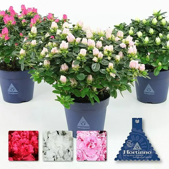 Piardino Zimmerazalee Mix - Rhododendron simsii Long Life, Topfgröße: 12 cm, verschiedene Ausführungen - Drei getopfte Hortinno Azaleen mit rosa, hellrosa und weißen Knospen, Farbmuster und Markenanhänger.