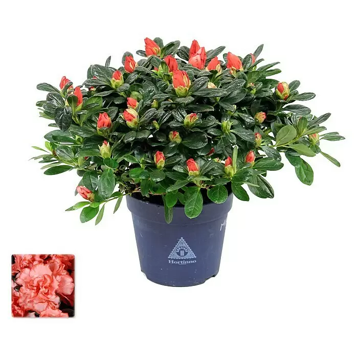 Piardino Zimmerazalee Mix - Rhododendron simsii Long Life, Topfgröße: 12 cm, verschiedene Ausführungen - Topf-Azalee mit dunkelgrünen Blättern und roten Blütenknospen. Ein Einsatz zeigt voll erblühte korallenfarbene Blüten.