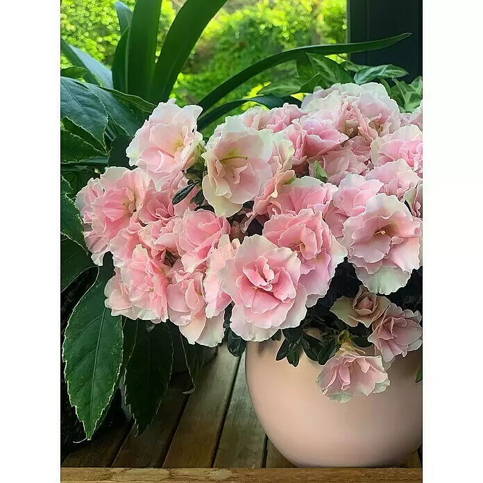 Piardino Zimmerazalee Mix - Rhododendron simsii Long Life, Topfgröße: 12 cm, verschiedene Ausführungen - Eine lebendige Topfpflanze mit zahlreichen zartrosa Blüten in einem passenden hellrosa Topf, umgeben von grünem Laub.