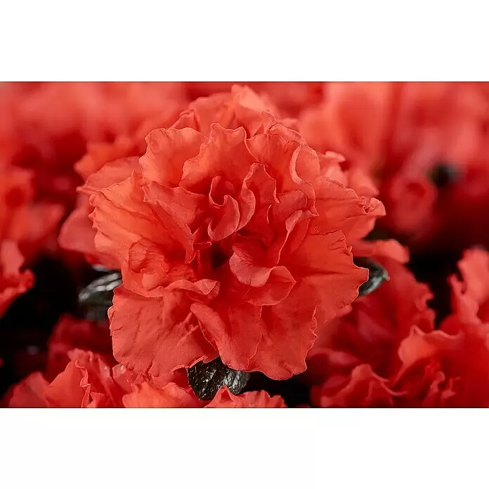 Piardino Zimmerazalee Mix - Rhododendron simsii Long Life, Topfgröße: 12 cm, verschiedene Ausführungen - Lebendige rote Azaleenblüte mit gekräuselten Blütenblättern.