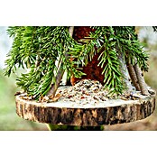 Normanntanne-Reisig 0  im 4 Kg Bund