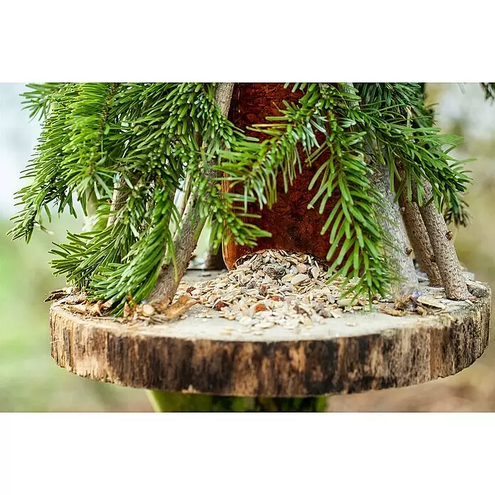 Piardino Nordmann Tannenreisig - Großbund - Rustikales Vogelhaus mit Holzscheibenbasis, Fichtenzweigen, kleinen Aststützen und einem Glasfutterautomat gefüllt mit Samen und Hafer.