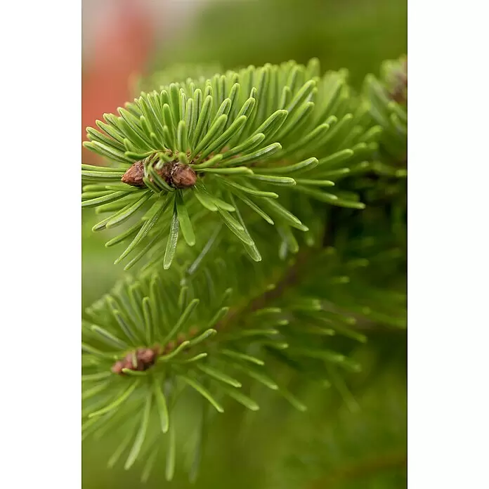 Piardino Nordmanntanne getopft - 150 cm - 175 cm, Abies nordmanniana, Topfgewachsen - Nahaufnahme von leuchtend grünen Fichtennadeln an einem Ast mit kleinen braunen Knospen.