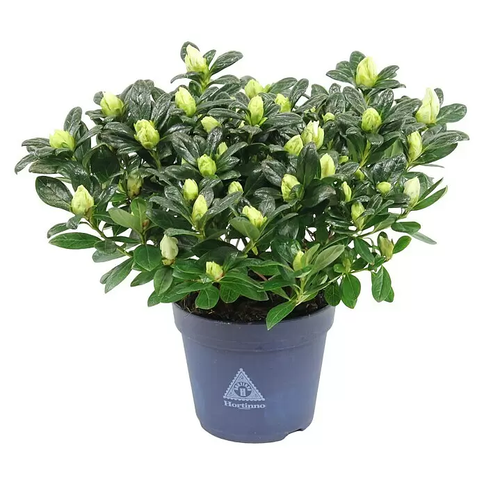 Piardino Zimmerazalee Mix - Rhododendron simsii Long Life, Topfgröße: 12 cm, verschiedene Ausführungen - Topfpflanze mit dunkelgrünen Blättern und vielen hellgrünen Blütenknospen in einem dunklen Topf.