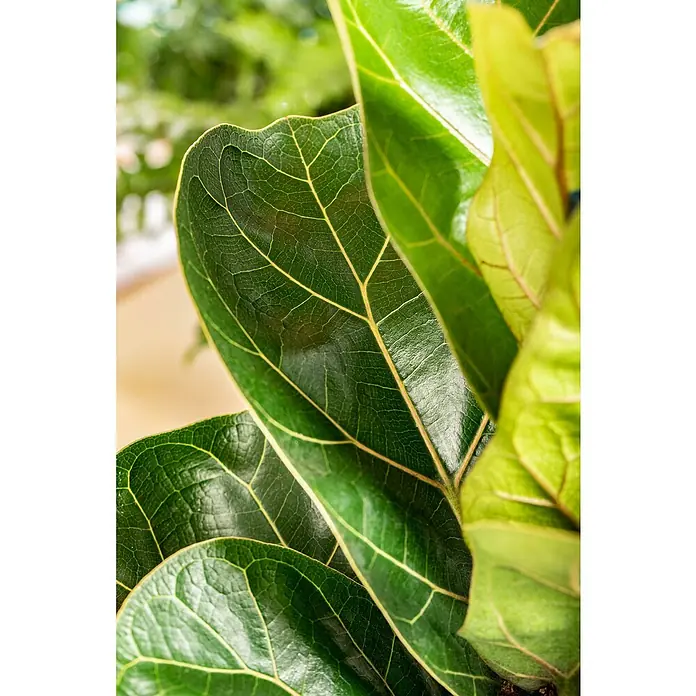 Piardino Birken-Feige - Ficus benjamina Exotica Pyramide, Topfgröße: 27 cm - Nahaufnahme von glänzenden Blättern einer Geigenfeige mit gelben Adern, die die Textur und Lebendigkeit der Pflanze hervorheben.