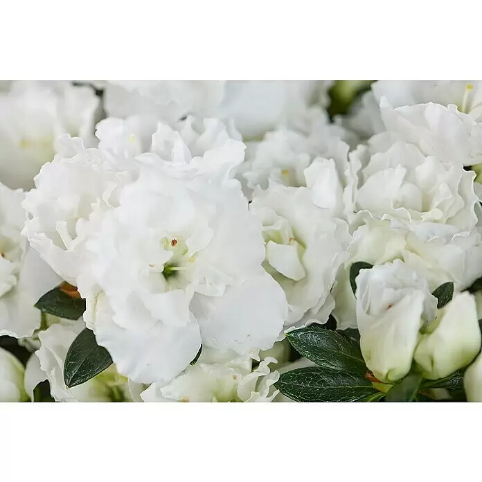 Piardino Zimmerazalee Mix - Rhododendron simsii Long Life, Topfgröße: 12 cm, verschiedene Ausführungen - Üppige weiße Azaleenblüten mit dunkelgrünen Blättern.