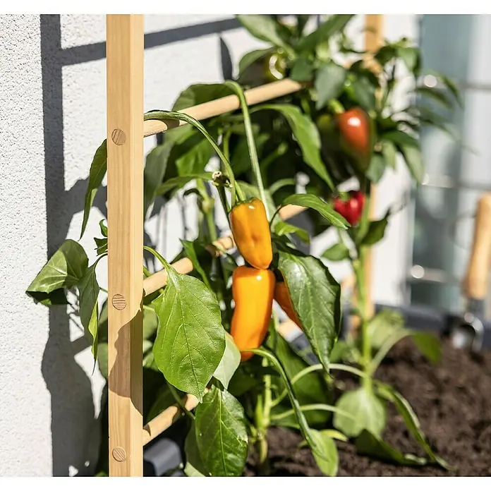 Windhager Rankhilfe - B x H: 60 x 120 cm, Holz - Eine Nahaufnahme einer Paprikapflanze, die an einem hölzernen Spalier mit gelben, roten und grünen Paprika wächst.