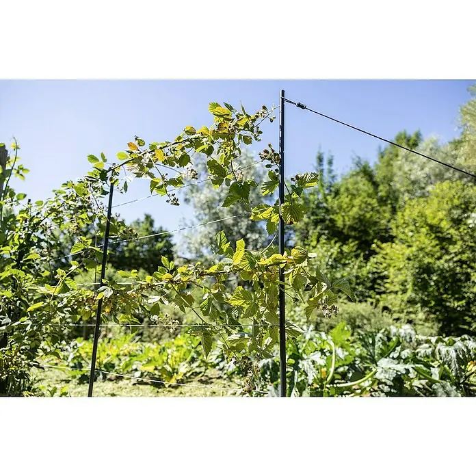 Windhager Rankhilfe - B x H: 190 x 148 cm, Edelstahl - Nahaufnahme einer Rankhilfe mit üppigem Grün und reifen Brombeeren im Garten, ideal für Hobbygärtner.