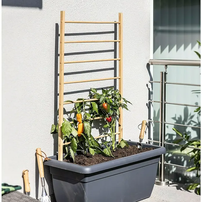 Windhager Rankhilfe - B x H: 60 x 120 cm, Holz - Nahaufnahme eines grauen Pflanzgefäßes mit einer Holzleiter, an der Paprika wachsen, zusammen mit Gartengeräten an einer weißen Wand.