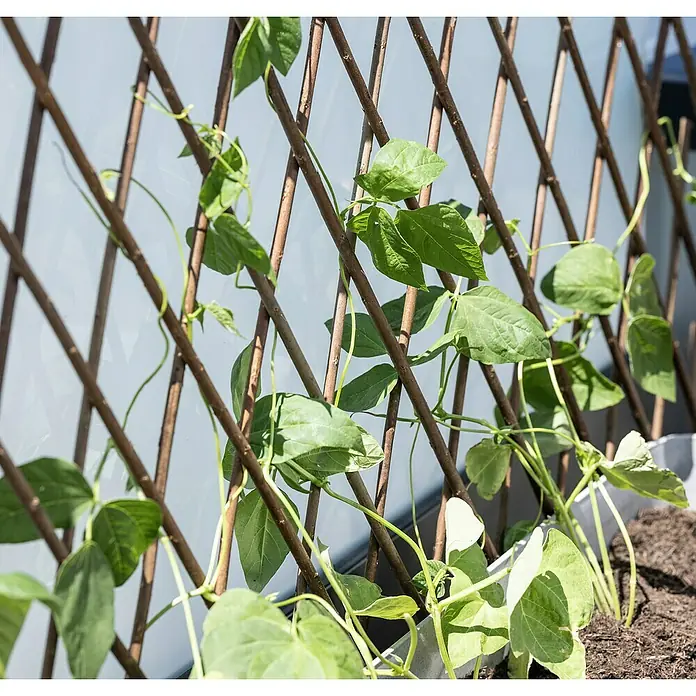 Windhager Wandspalier Weide - B x H: 180 x 60 cm, Weide - Rankgitter mit grünen Kletterpflanzen, die sich daran hochziehen. Ideal für Garten und Balkon, bietet es eine natürliche Dekoration.