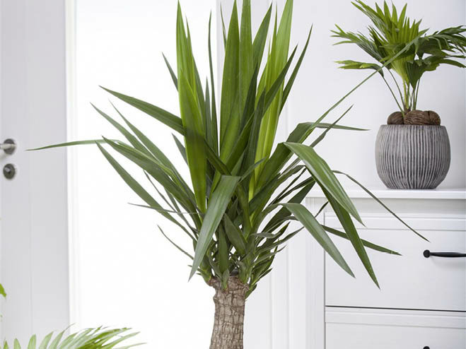 Zimmerpflanze Palmlilie