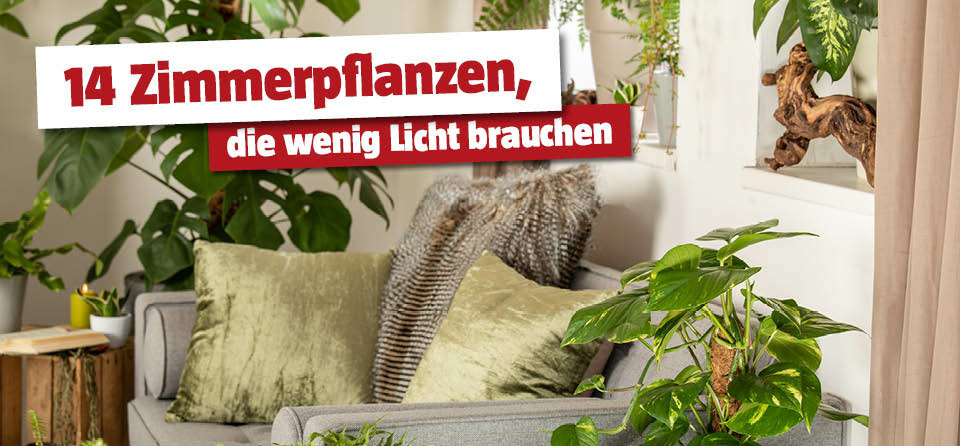 Zimmerpflanzen für wenig Licht