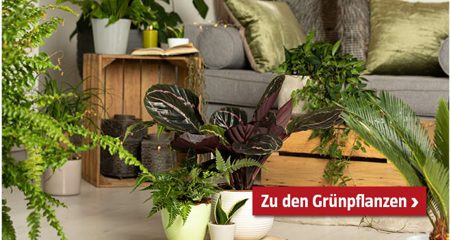 Grünpflanzen