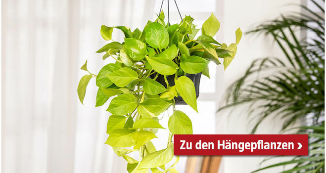 Hängepflanzen