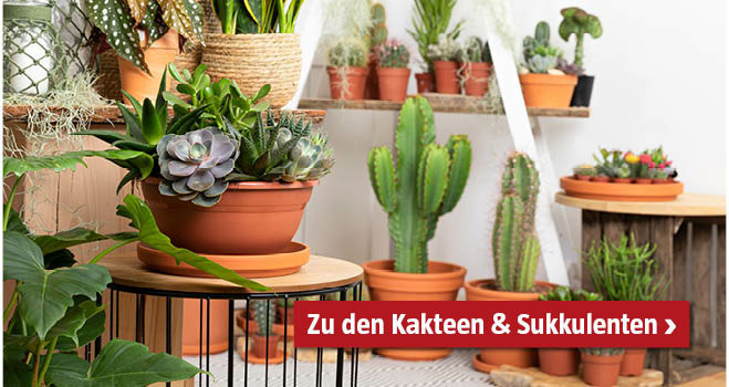 Kakteen und Sukkulenten