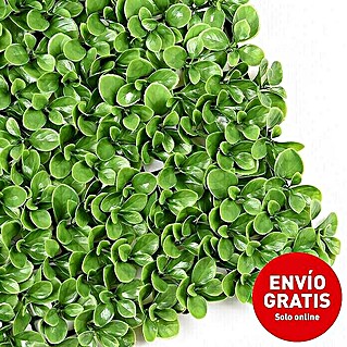 Jardín vertical Boj (Plástico, L x An: 50 x 50 cm, Apto para: Decoración)