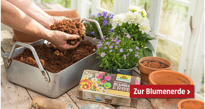 Blumenerde