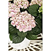 Piardino Hortensie (Hydrangea macrophylla Magical, Topfgröße: 5 l)