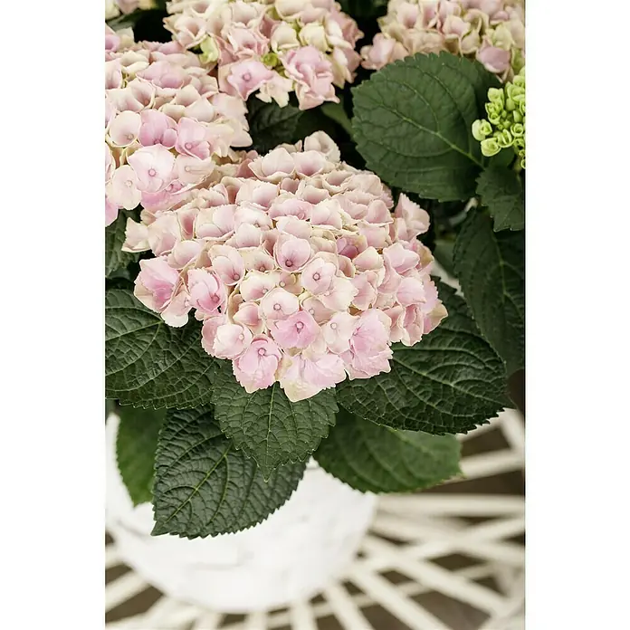 Piardino HortensieHydrangea macrophylla 'Magical', Blütenfarbe: Artenabhängig - Nahaufnahme einer üppigen, rosa blühenden Hortensie in einem weißen Topf, die ihre zarten Blüten und grünen Blätter zeigt.