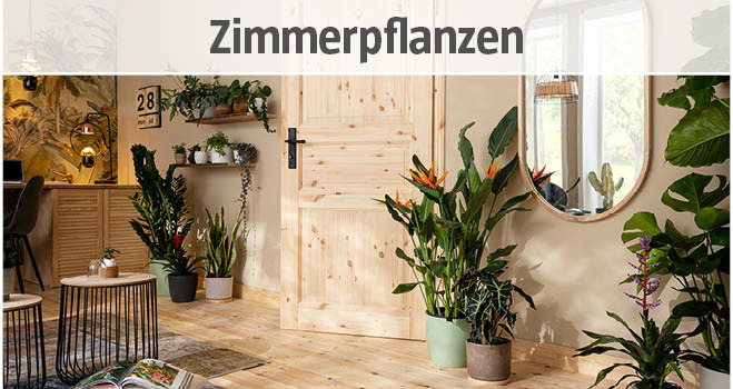 Zimmerpflanzen