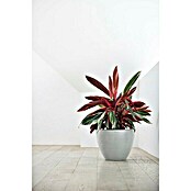 Ecopots Pflanztopf Antwerpen (Außenmaß (Ø x H): 40 x 30 cm, Kunststoff, Weiß Grau) | BAUHAUS