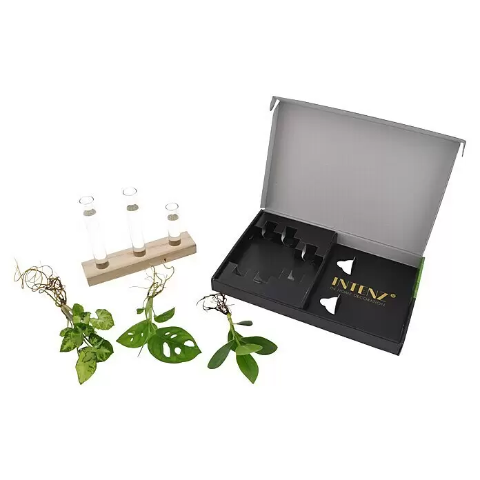 Zimmerpflanzen-Set - Clusia | Monstera | Syngonium - Eine hölzerne Pflanzenvermehrungsstation mit drei Glasröhrchen, drei bewurzelten Pflanzenstecklingen und einer offenen schwarzen Geschenkbox mit Goldbranding.
