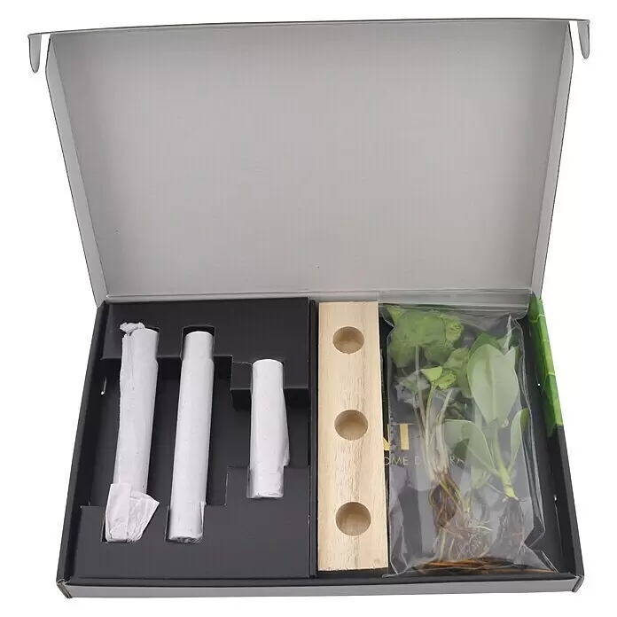 Zimmerpflanzen-Set - Clusia | Monstera | Syngonium - Offene Box mit Pflanzset: verpackte Artikel, Holzblock und grüne Pflanzen in Tüte.