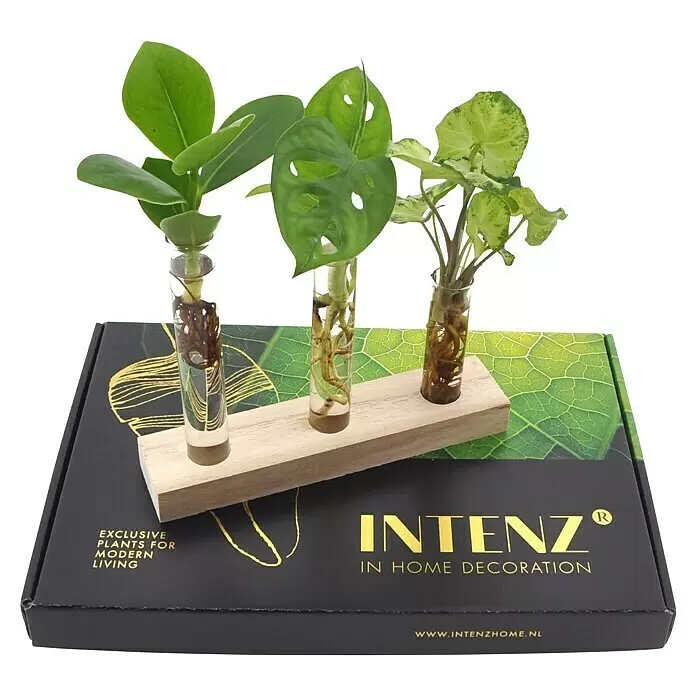 Zimmerpflanzen-Set - Clusia | Monstera | Syngonium - Drei grüne Pflanzen in Glasröhrchen auf einem Holzständer, präsentiert auf einer schwarzen Box mit Goldtext.