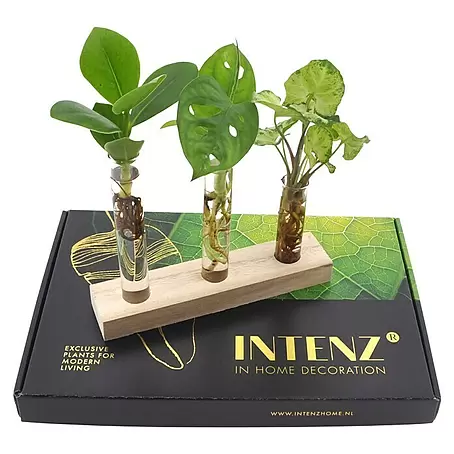 Zimmerpflanzen-Set