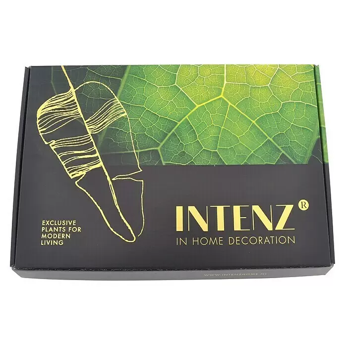 Zimmerpflanzen-Set - Clusia | Monstera | Syngonium - Dunkelgraue Box mit grünem Blattmuster, 'INTENZ' Logo, 'Exklusive Pflanzen für modernes Wohnen'.