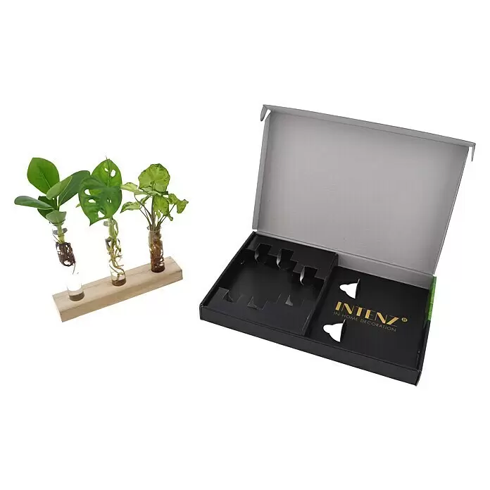 Zimmerpflanzen-Set - Clusia | Monstera | Syngonium - Ein Holzständer mit drei Glasreagenzgläsern mit Pflanzenstecklingen, neben einer geöffneten schwarzen Box mit grauem Deckel und 'INTENZ'-Logo.