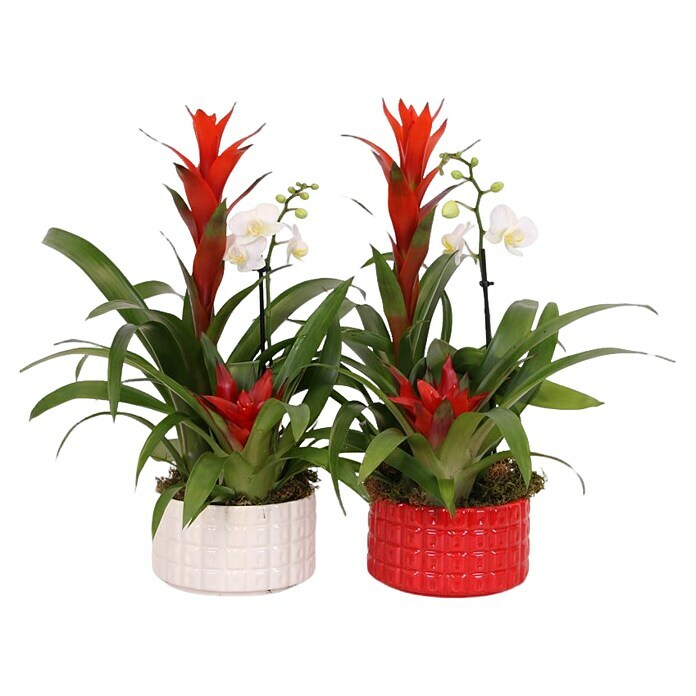 Piardino Pflanzenarrangement Xmas Bowl Cuba (Bromelia & Phalaenopsis, Topfgröße: 16 cm, 1 x Pflanze, 1 x Übertopf) | BAUHAUS