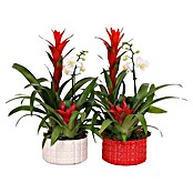 Piardino Pflanzenarrangement Xmas Bowl Cuba (Bromelia & Phalaenopsis, Topfgröße: 16 cm, 1 x Pflanze, 1 x Übertopf) | BAUHAUS