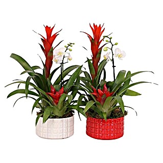 Piardino Pflanzenarrangement Xmas Bowl Cuba (Bromelia & Phalaenopsis, Topfgröße: 16 cm, 1 x Pflanze, 1 x Übertopf)