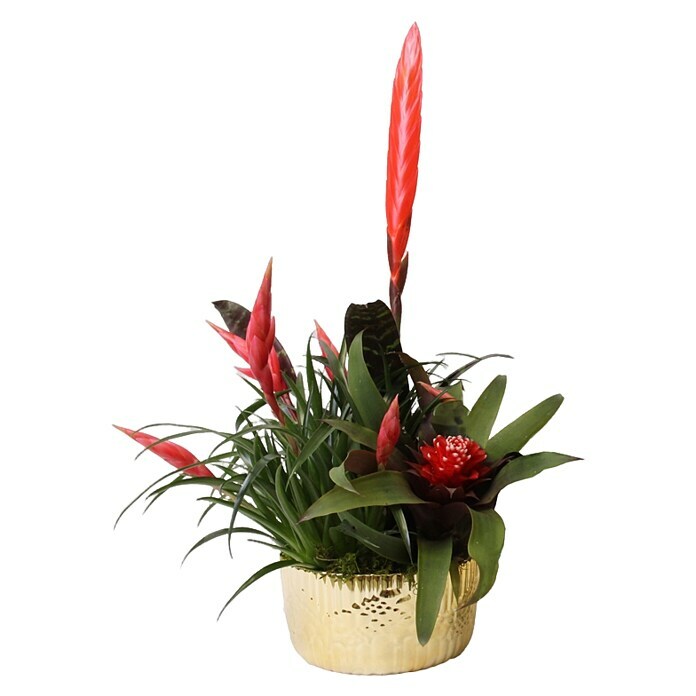 Piardino Bromelie Xmas Bowl Becca (Bromelia hybride, Topfgröße: 18 cm, Sortenabhängig) | BAUHAUS