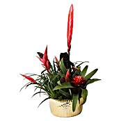 Piardino Bromelie Xmas Bowl Becca (Bromelia hybride, Topfgröße: 18 cm, Sortenabhängig) | BAUHAUS