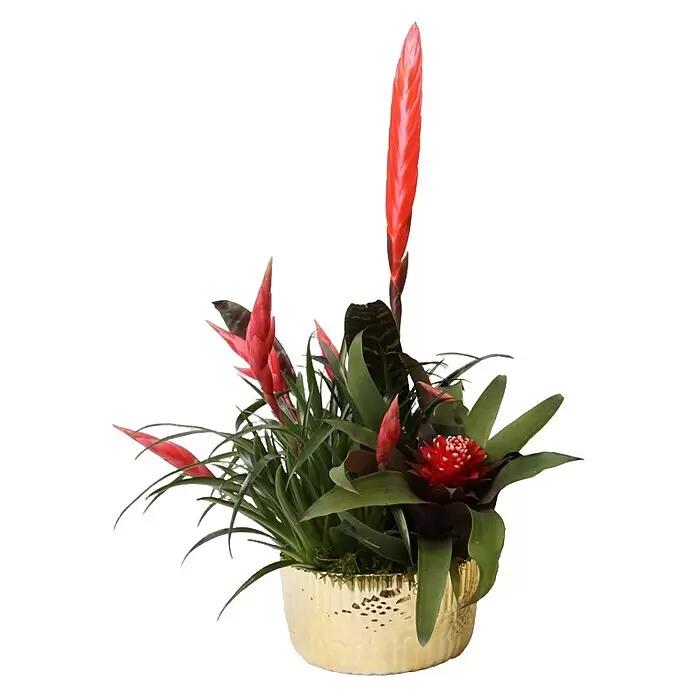 Piardino Bromelie Xmas Bowl Becca - Bromelia hybride, Topfgröße: 18 cm, Sortenabhängig - Leuchtend rote Bromelienpflanze mit ährenförmigen und rosettenförmigen Blüten in einem gehämmerten Goldtopf.