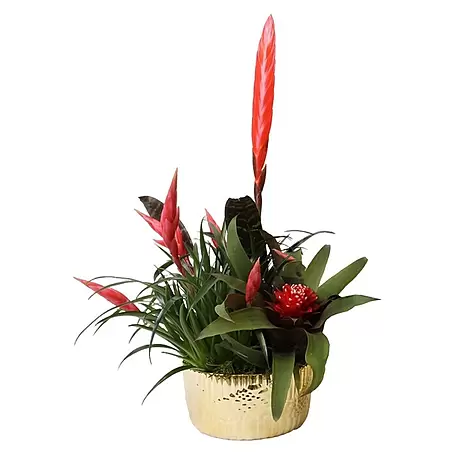 Piardino  Bromelie Xmas Bowl Becca