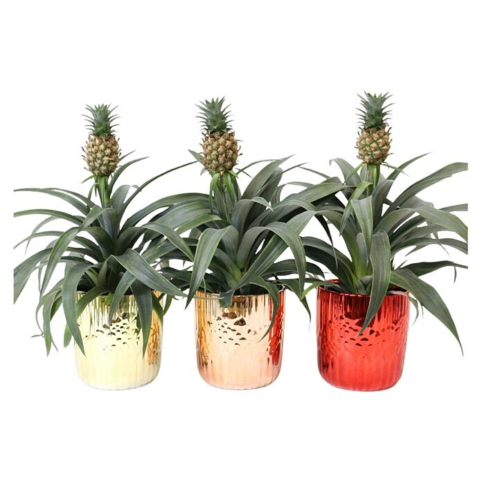 Piardino Ananas Mi Amigo Xmas Becca (Bromelia hybride, Topfgröße: 13 cm, Sortenabhängig) | BAUHAUS