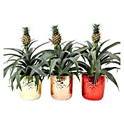 Piardino Ananas Mi Amigo Xmas Becca (Bromelia hybride, Topfgröße: 13 cm, Sortenabhängig) | BAUHAUS