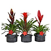 Piardino Bromelie Xmas Bowl Easton (Bromelia hybride, Topfgröße: 16 cm, Sortenabhängig) | BAUHAUS