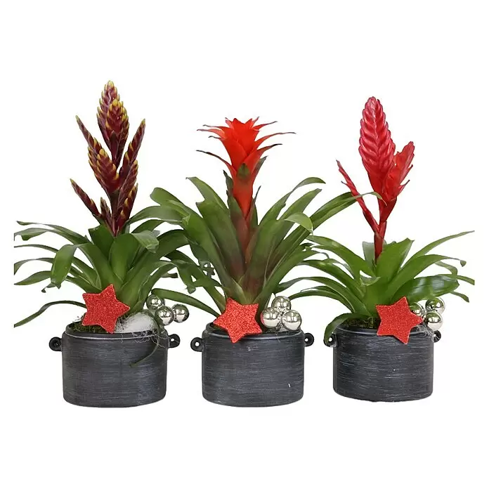 Piardino Bromelie Xmas Bowl Easton - Bromelia hybride, Topfgröße: 16 cm, Sortenabhängig - Drei Topf-Bromelien mit grünen Blättern, bunten Blüten, roten Glitzersternen und silbernen Kugeln in dunklen Töpfen.
