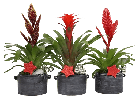 elefantenfu erde umtopfen Elefantenfuss | Beaucarnea recurvata