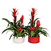 Piardino Bromelie Xmas Bowl Cuba (Bromelia hybride, Topfgröße: 16 cm, Sortenabhängig) | BAUHAUS