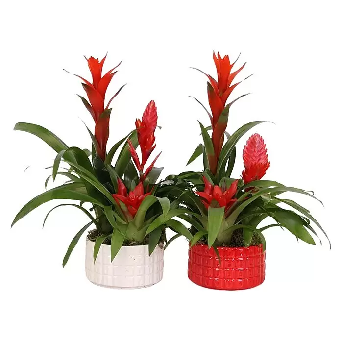 Piardino Bromelie Xmas Bowl Cuba - Bromelia hybride, Topfgröße: 16 cm, Sortenabhängig - Zwei Topf-Bromelienpflanzen mit leuchtend roten Blüten und grünen Blättern, eine in einem weißen Keramiktopf, die andere in einem roten.