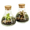 Piardino Terrario de cristal (Altura: 14 cm, 1 ud.) | BAUHAUS