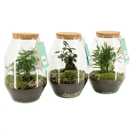 Piardino  Terrario de cristal
