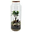 Piardino Terrario de cristal (Altura: 50 cm, 1 ud.) | BAUHAUS